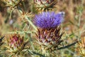 Cardoon. Beautiful flower of purple canarian thistle with bees on it close-up. Flowering thistle or milk thistle. Cynara Royalty Free Stock Photo