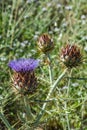 Cardoon. Beautiful flower of purple canarian thistle close-up. Flowering thistle or milk thistle. Cynara cardunculus, alcachofa Royalty Free Stock Photo