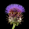 Cardoon , Cynara cardunculus, aka artichoke thistle, cardone, ca Royalty Free Stock Photo