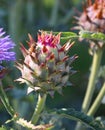 The cardoon, Cynara cardunculus