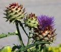 The cardoon, Cynara cardunculus