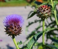 The cardoon, Cynara cardunculus