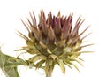 Cardoon, Cynara cardunculus