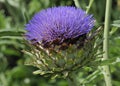 Cardoon Royalty Free Stock Photo