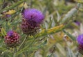 Cardoon (Cynara cardunculus) plant with flower and bud