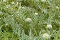 Cardoon plants in a field. Royalty Free Stock Photo