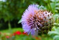 Cardoon flower Royalty Free Stock Photo