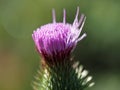 Cardoon flower detail close up isolated Royalty Free Stock Photo