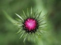 Cardoon flower detail close up isolated Royalty Free Stock Photo