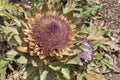 Cardoon flower a species of Cynara Royalty Free Stock Photo