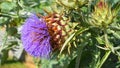 Cardoon plant in bloom close up. Also known as Artichoke thistle or Globe artichoke.