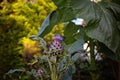 Cardoon plant `Cynara cardunculus`