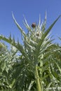 Cardoon plant Royalty Free Stock Photo