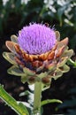 The cardoon plant in blossom Royalty Free Stock Photo