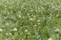 Cardoon plants in a field. Royalty Free Stock Photo