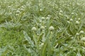Cardoon plants in a field. Royalty Free Stock Photo