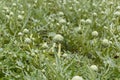 Cardoon plants in a field. Royalty Free Stock Photo