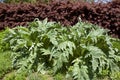 Cardoon at spring Royalty Free Stock Photo