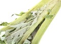 Cardoon in studio Royalty Free Stock Photo