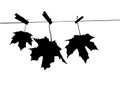 Three maple leaves on a rope on clothespins. Black silhouette.