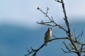 Carduelis carduelis aka European goldfinch on the stick.