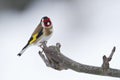 Carduelis carduelis, european goldfinch on a branch, winter, Vosges, France