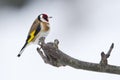 Carduelis carduelis, european goldfinch on a branch, winter, Vosges, France