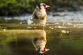 Goldfinch, Carduelis carduelis. A songbird Royalty Free Stock Photo