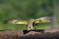 Carduelis chloris