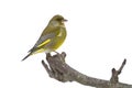 Carduelis chloris, european greenfinch standing on a branch, Vosges, France