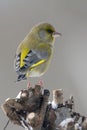 Carduelis chloris, european greenfinch standing on a branch, Vosges, France