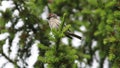 Carduelis flammea. Common Redpoll in spring among spruce branches