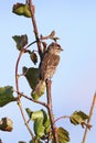 Carduelis flammea. Common Redpoll on a summer evening in the Russian Arctic