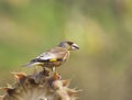 Carduelis sinica Royalty Free Stock Photo