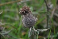 Carduus Crispus Curly Plumeless Thistle or Welted Thistle