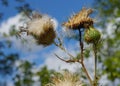 Carduus crispus in the fall