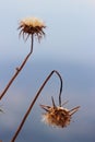 Carduus crispus flower Royalty Free Stock Photo