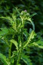 Carduus crispus among flowering plants in the aster family, Asteraceae, and the tribe Cynareae