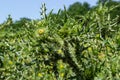 Carduus crispus among flowering plants in the aster family, Asteraceae, and the tribe Cynareae