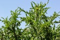 Carduus crispus among flowering plants in the aster family, Asteraceae, and the tribe Cynareae