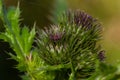 Carduus crispus among flowering plants in the aster family, Asteraceae, and the tribe Cynareae