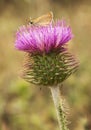 Carduus platypus lovely large thistle and deep pink