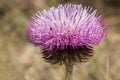 Carduus platypus subs granatensis lovely large purple thistle