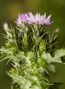 Carduus species slender-flower thistle common plant on roadsides thistle with beautiful pink flower Royalty Free Stock Photo