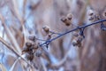 Carduus - a sprig of dry reeds in a beautiful light growing on the bank of a pond