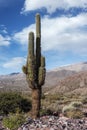 CardÃÂ³n, cactus typical Andean highlands