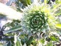 cardÃÂ³n typical desert plant, cardÃÂ³n developing a flower