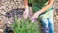 Care and cultivation of French lavender plants in flower garden outdoors in summer season. Works on landscaping in the flower