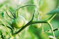 Care and cultivation of tomatoes at home in their beds. Useful and environmentally friendly vegetables. Unripe green tomato