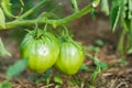 Care and cultivation of tomatoes at home in their beds. Useful and environmentally friendly vegetables. Unripe green tomato